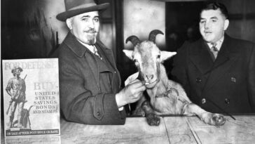 capra cubs