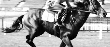 Ribiot cavallo