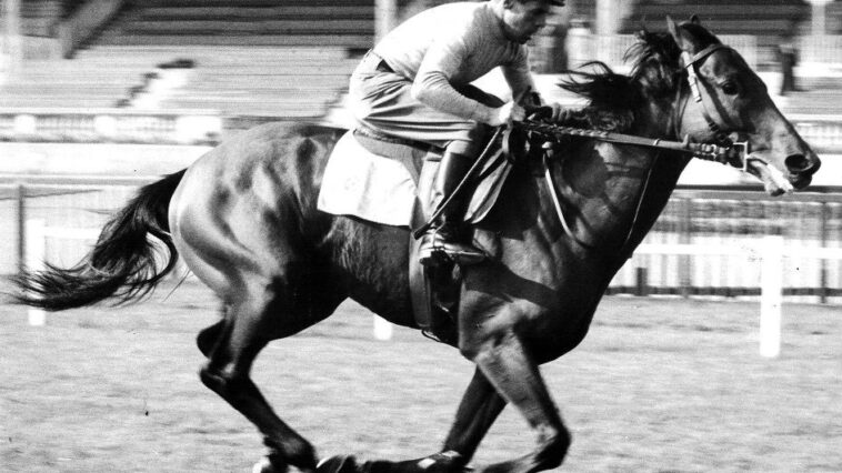 Ribiot cavallo