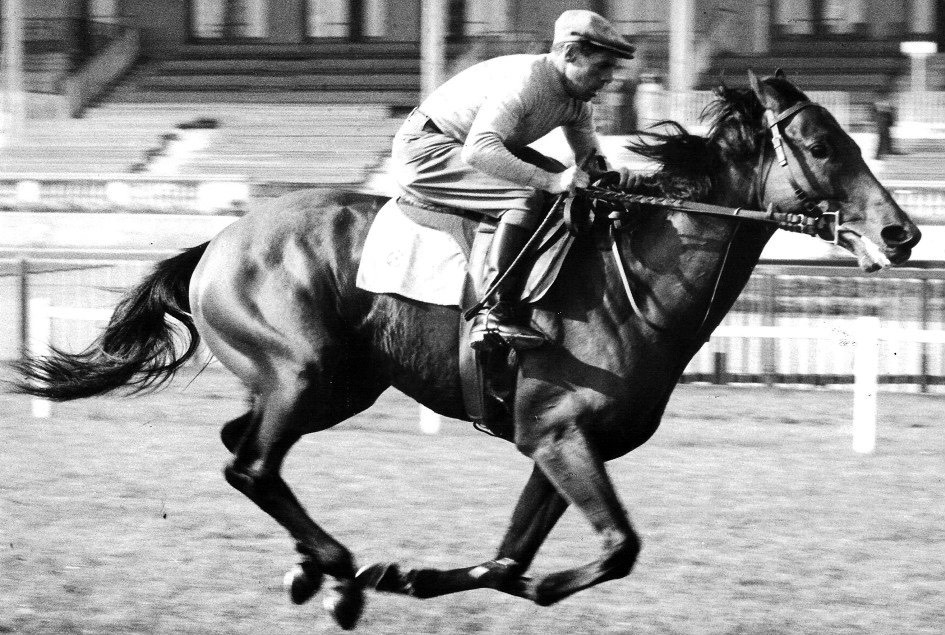 Ribiot cavallo